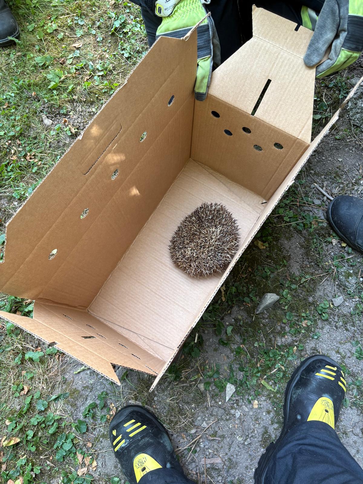 6.7.2025 - Tierrettung