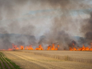 BrandGetreidefeld 2018 07 04 1 3