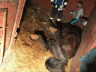 Tierrettung 080217